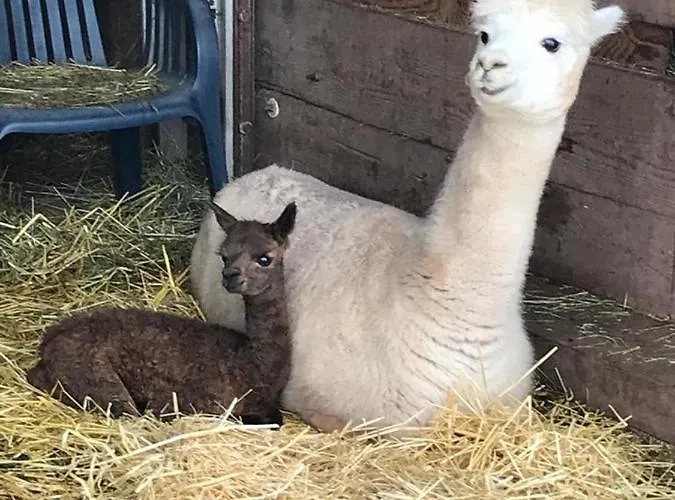 Lejlighed Herzfennerhof Mobilheim Auw bei Prum