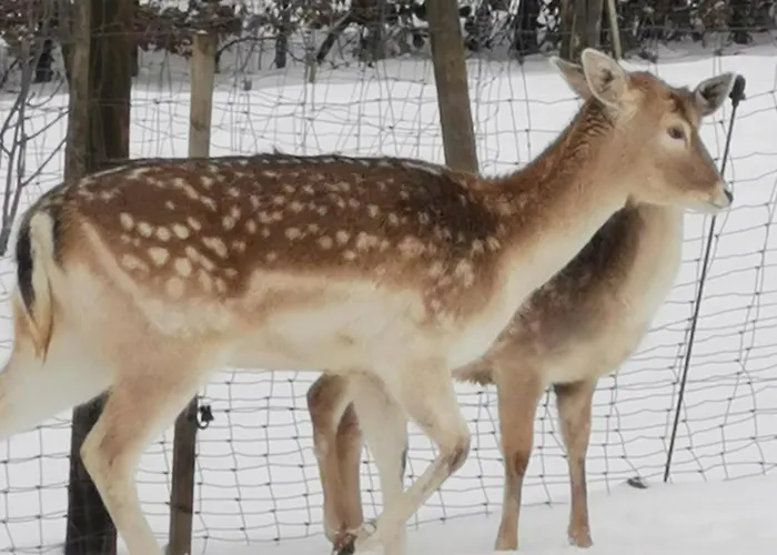 Herzfennerhof Mobilheim Lejlighed